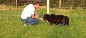 Ouessant sheep for pets