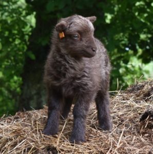 ouessant lamb