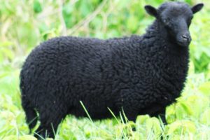 ouessant sheep