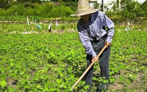 farmer working field